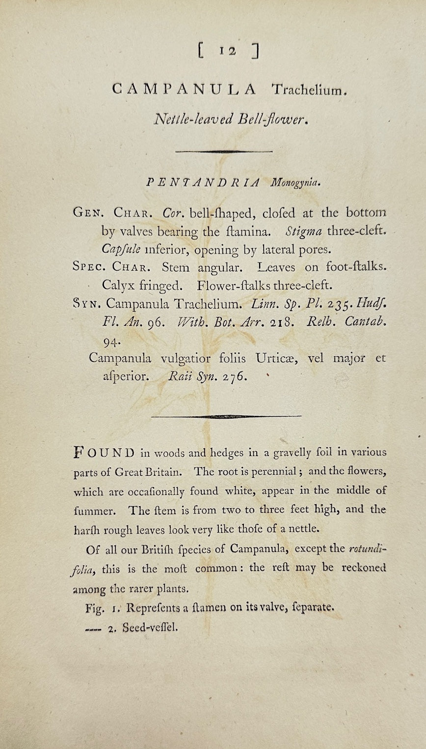 Antique Print - Sowerby - Campanula Trachelium - Nettle-leaved Bellflower - F1