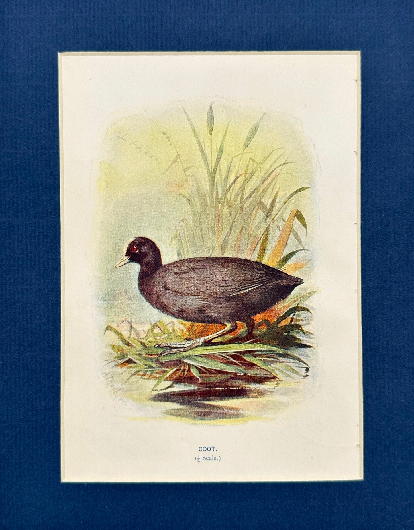 Antique Bird Print - William Swaysland - The Coot - Fulica Atra - F2