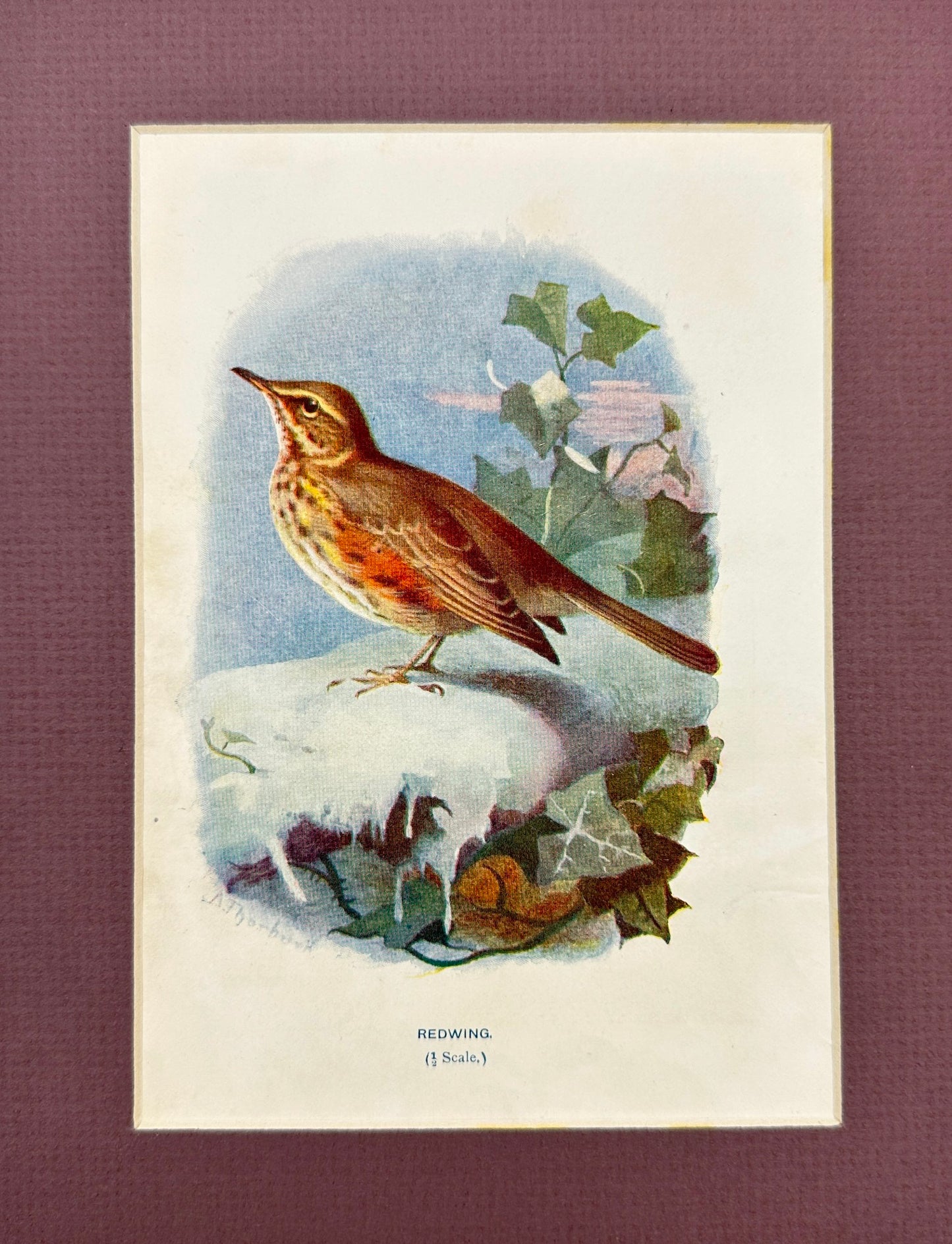 Antique Bird Print - William Swaysland - Redwing - Turdus Iliacus - F2