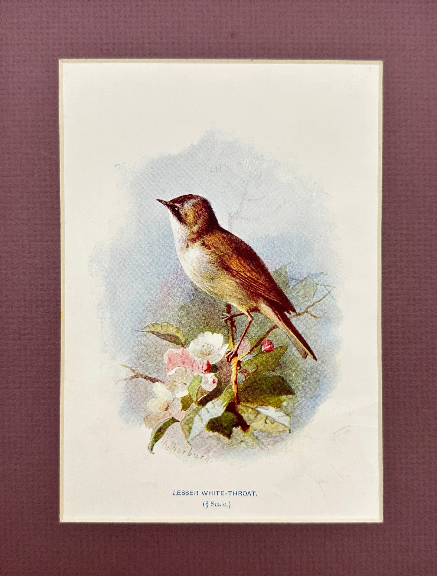 Antique Bird Print - William Swaysland - Barn Swallow - Hirundo Rustica - F2