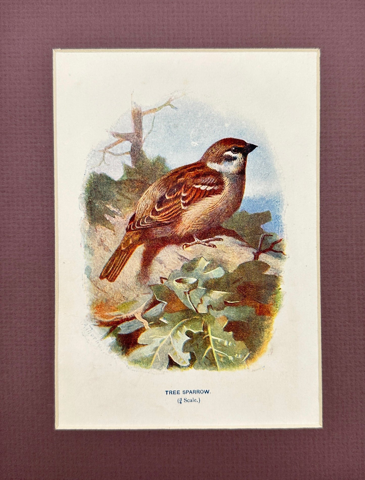 Antique Bird Print - William Swaysland - Tree Sparrow - Passer Montanus - F2