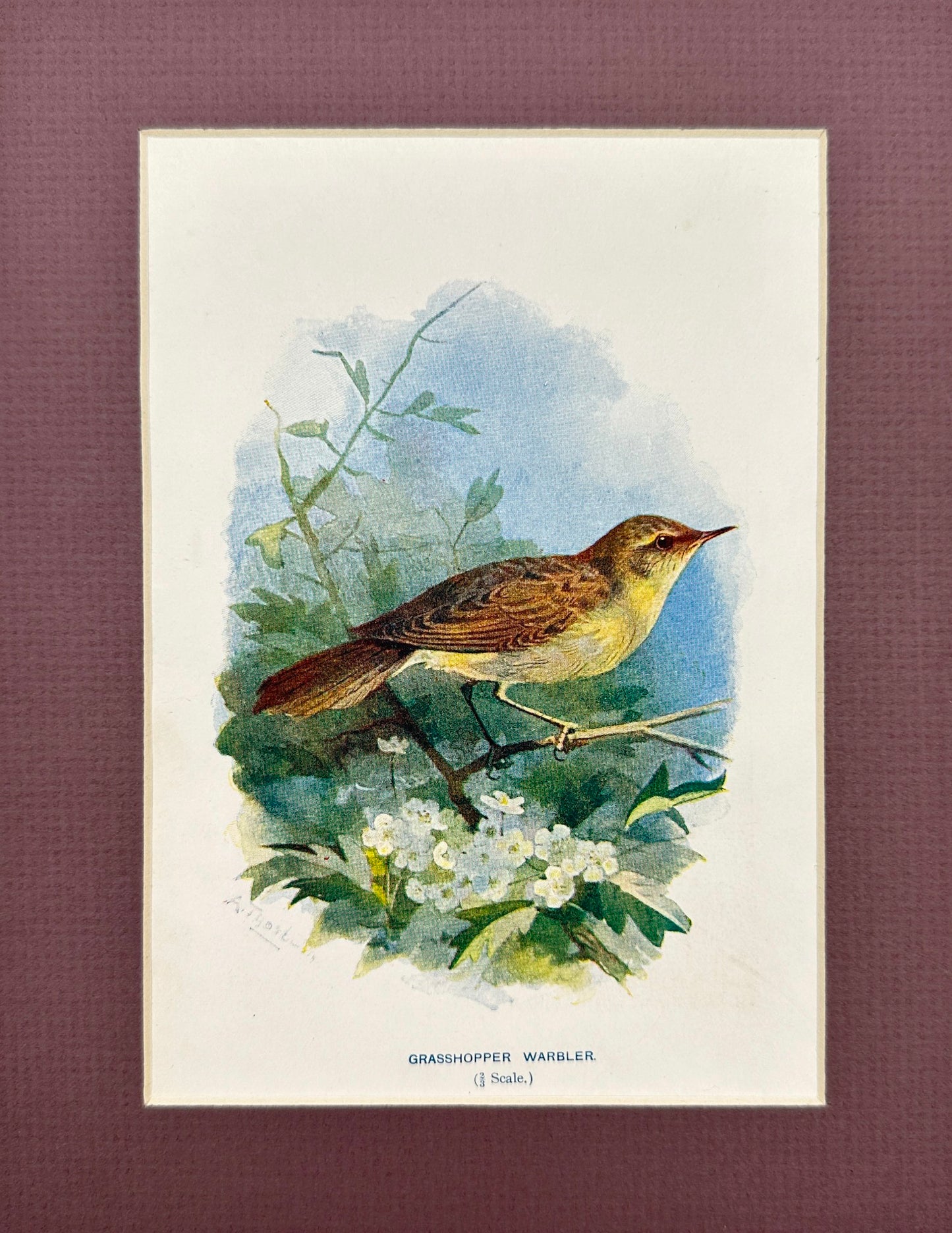 Antique Bird Print - Swaysland - Grasshopper Warbler - Locustella Naevia - F2