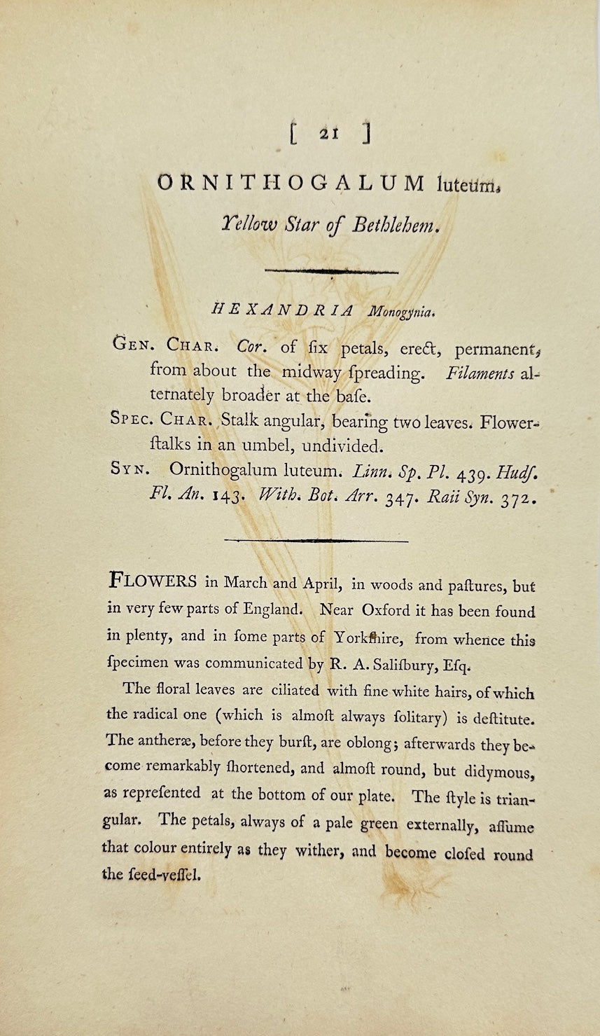 Antique Print - Sowerby - Ornithogalum Luteum - Yellow Star-of-Bethlehem - F1