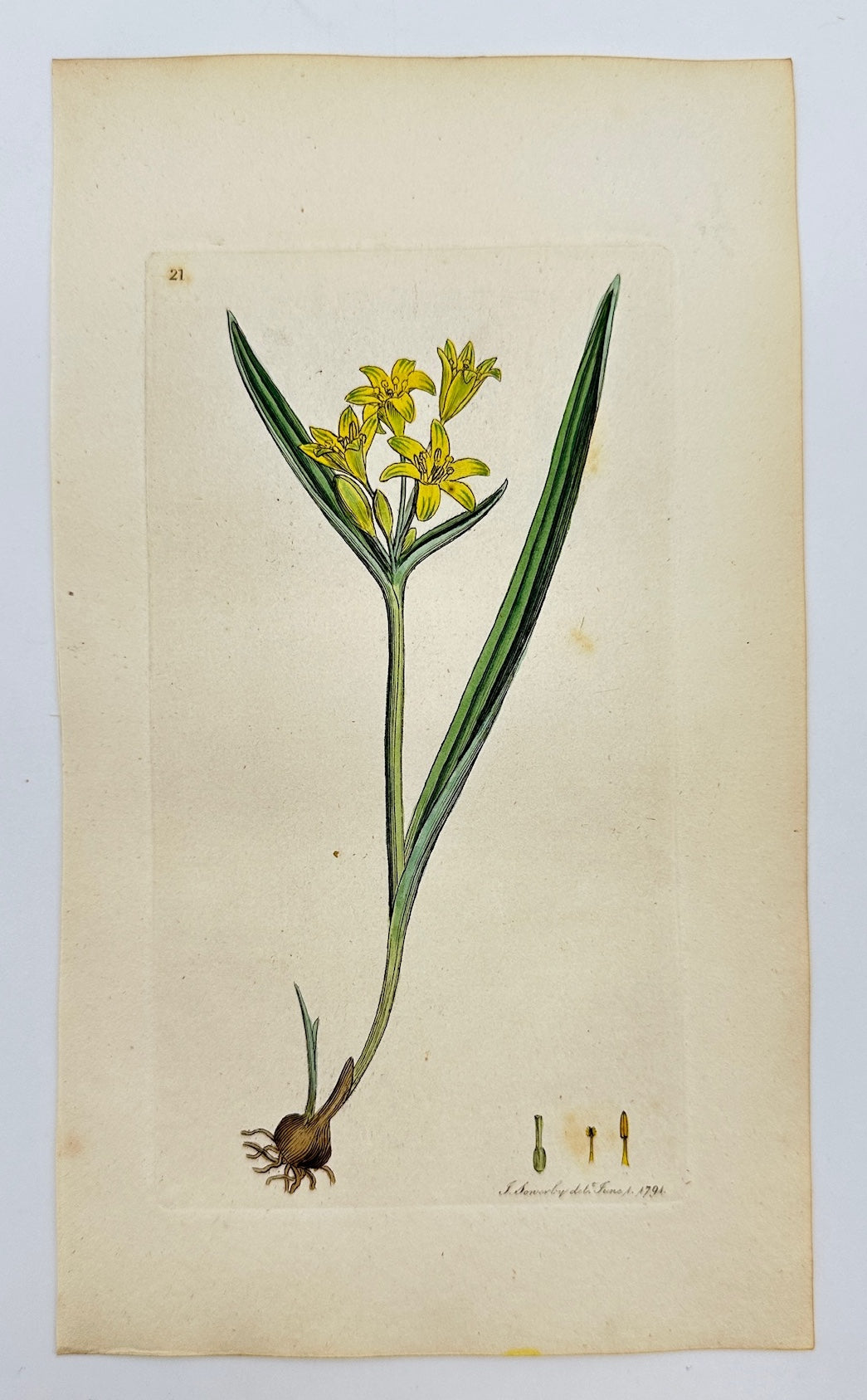 Antique Print - Sowerby - Ornithogalum Luteum - Yellow Star-of-Bethlehem - F1