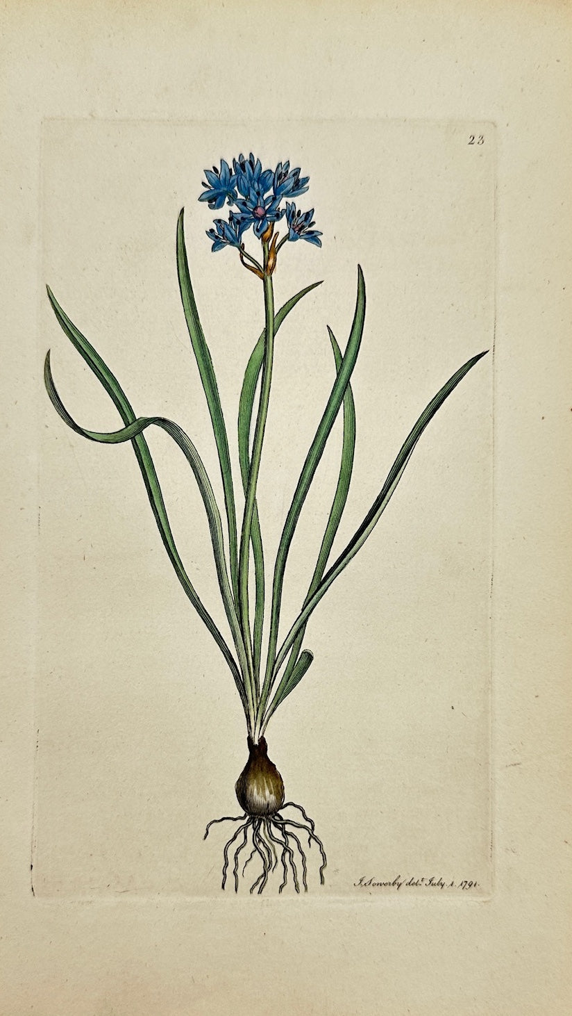 Antique Botanical Print - James Sowerby - Scilla Verna - Spring Squill - F1