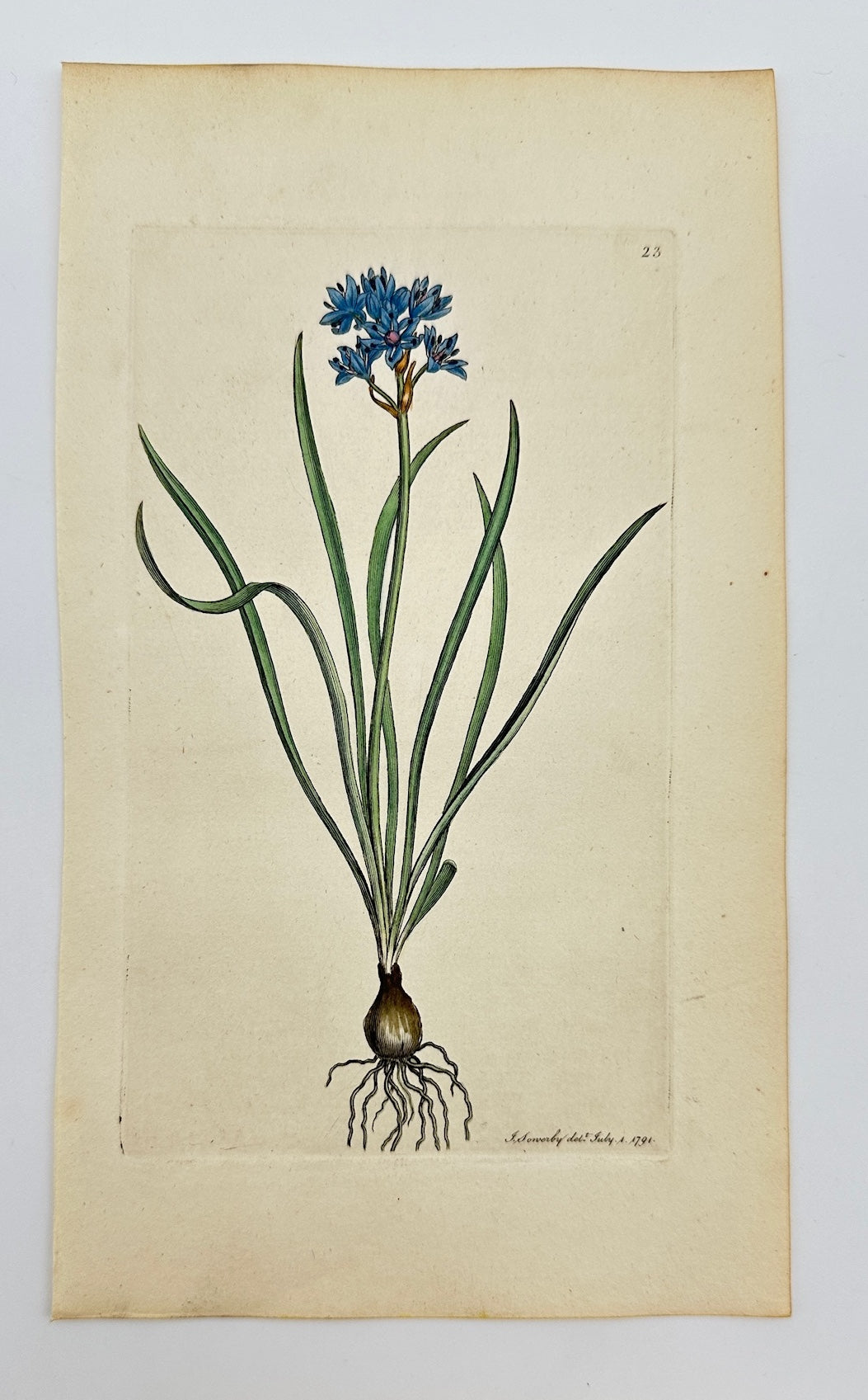 Antique Botanical Print - James Sowerby - Scilla Verna - Spring Squill - F1