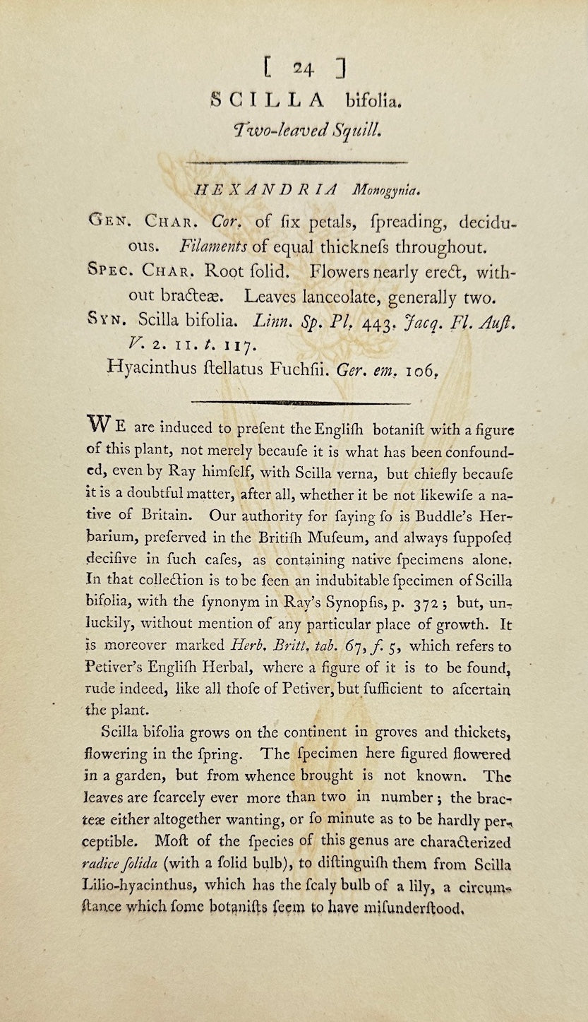 Antique Botanical Print - James Sowerby - Scilla Bifolia - Two-leaf Squill - F1