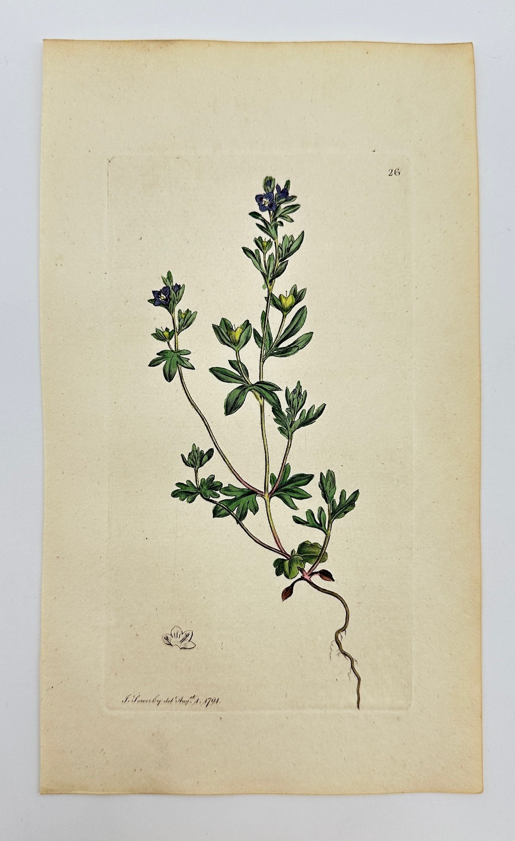 Antique Print - Sowerby - Veronica Triphyllos - Three-leaved Speedwell - F1