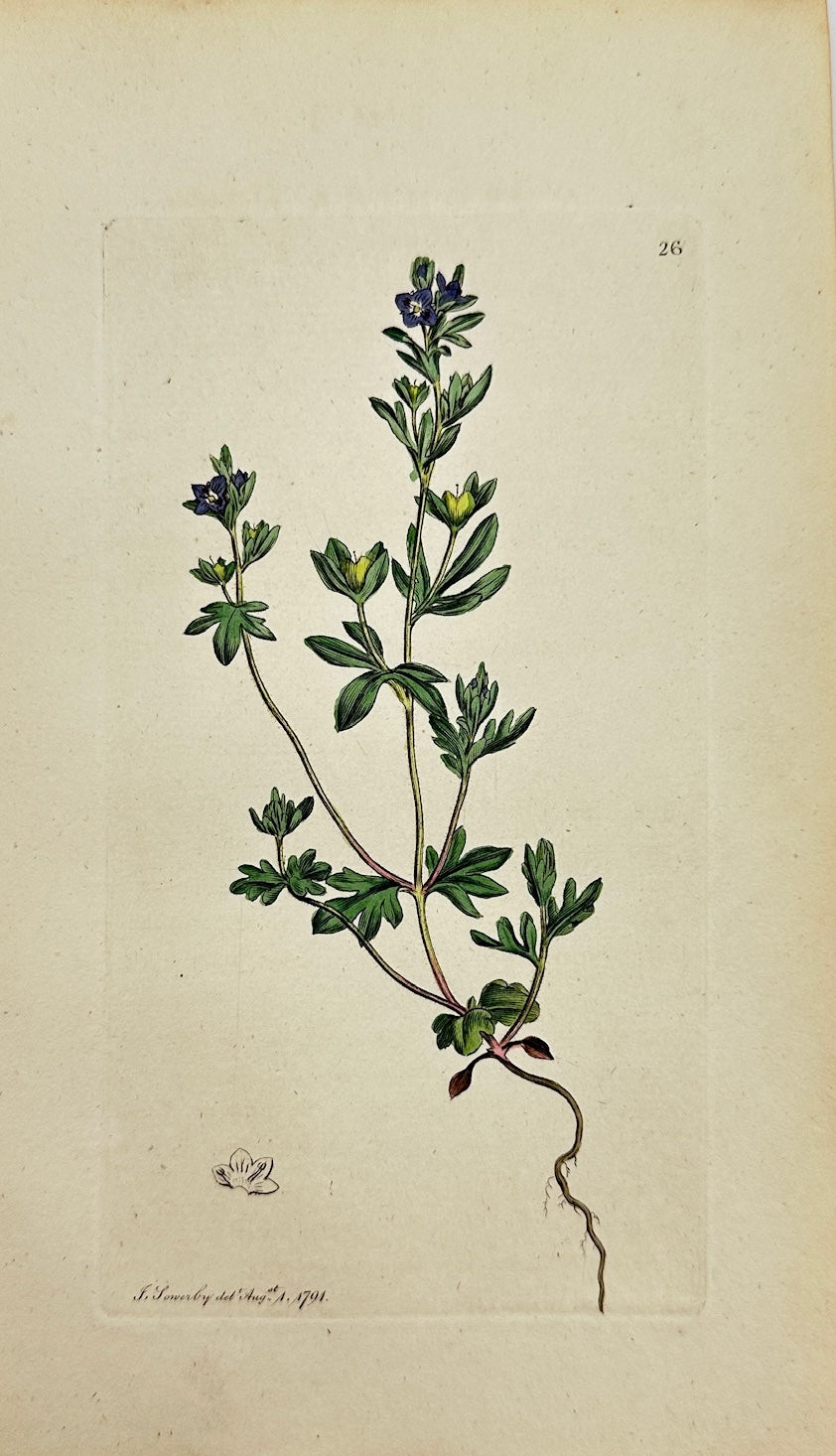 Antique Print - Sowerby - Veronica Triphyllos - Three-leaved Speedwell - F1