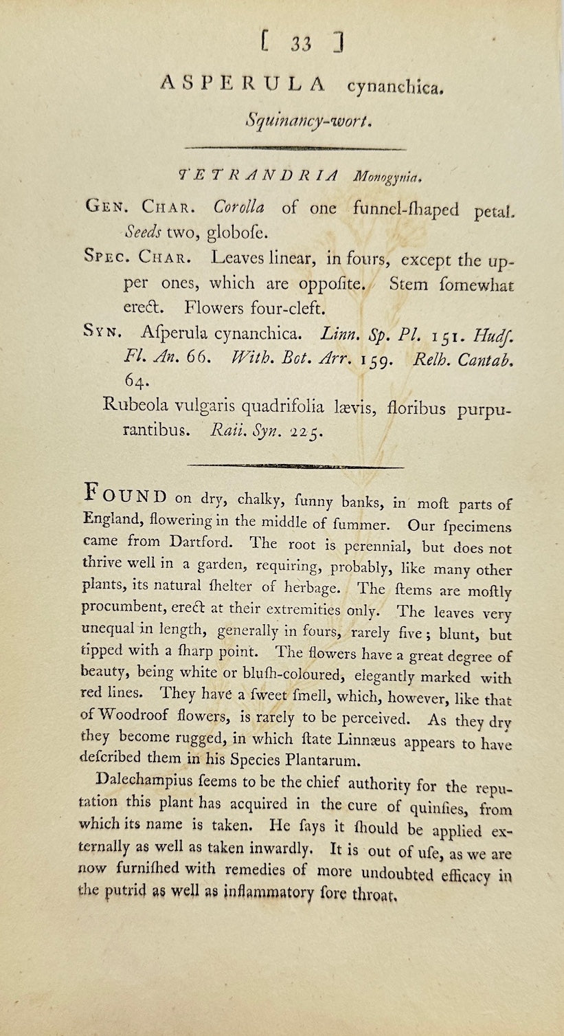 Antique Print - James Sowerby - Asperula Cynanchica - Squinancywort - F1