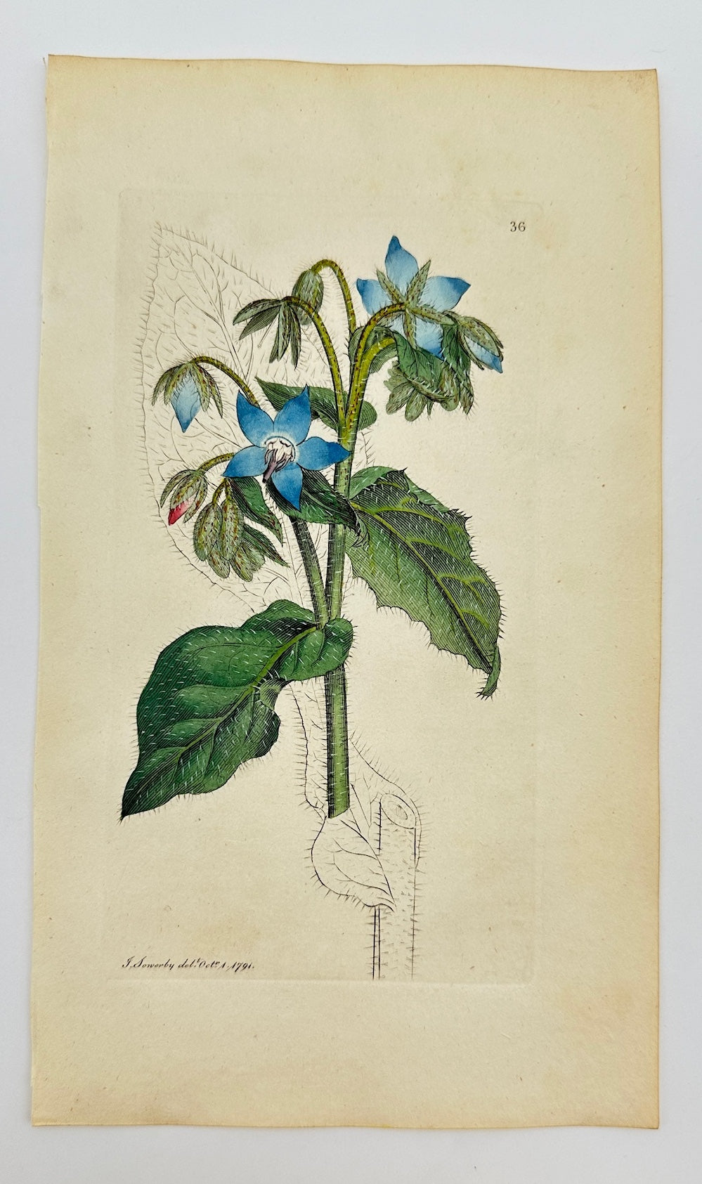 Antique Botanical Print - James Sowerby - Borago Officinalis - Borage - F1