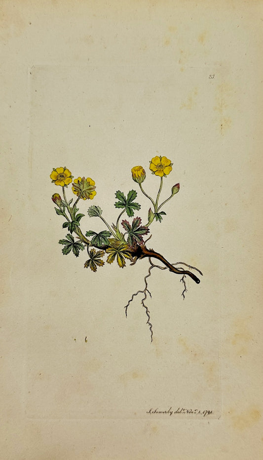 Antique Print - James Sowerby - Potentilla Spring - Spring Cinquefoil - F1