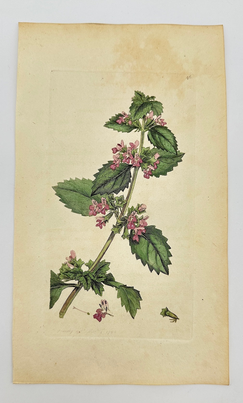 Antique Botanical Print - James Sowerby - Ballota Nigra - Black Horehound - F1