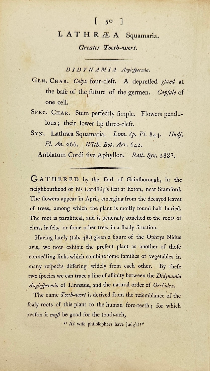 Antique Botanical Print - James Sowerby - Lathraea Squamaria - Toothwort - F1