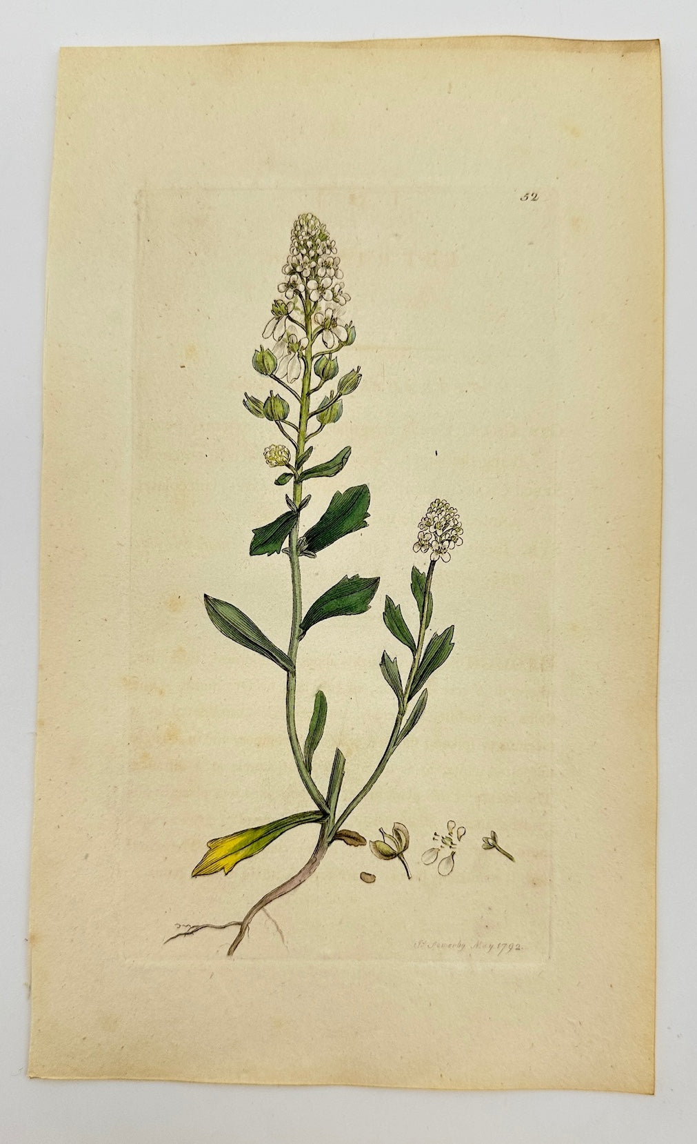 Antique Botanical Print - James Sowerby - Iberis Amara - Bitter Candytuft - F1