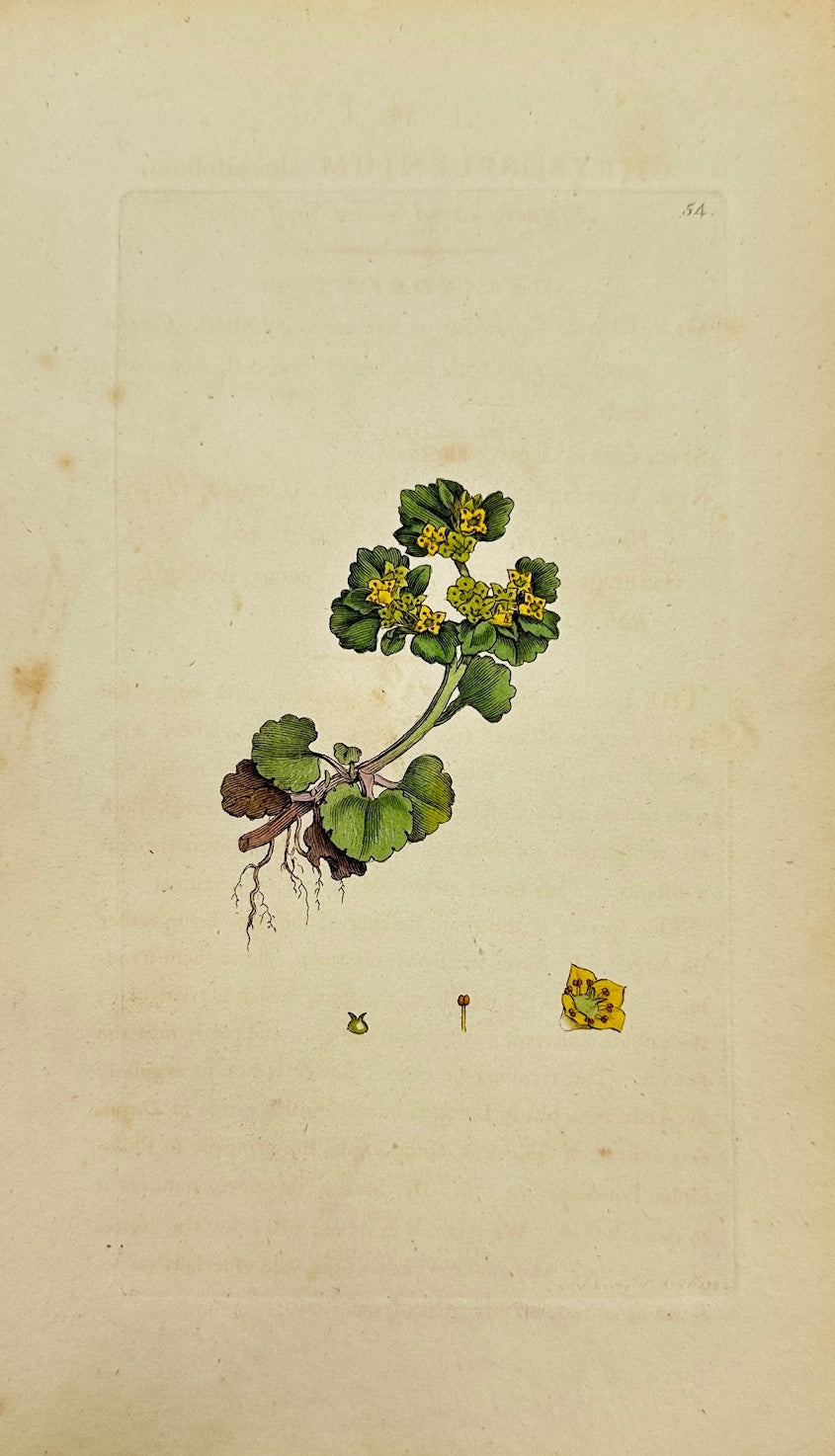 Antique Botanical Print - James Sowerby - Alternate-leaved Golden Saxifrage - F1