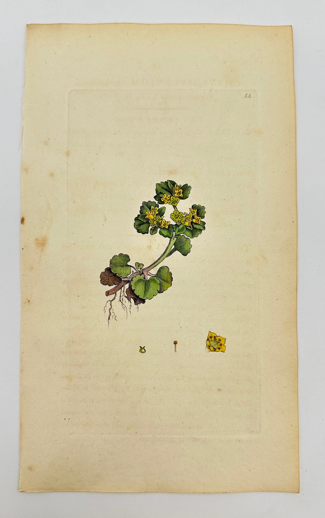Antique Botanical Print - James Sowerby - Alternate-leaved Golden Saxifrage - F1