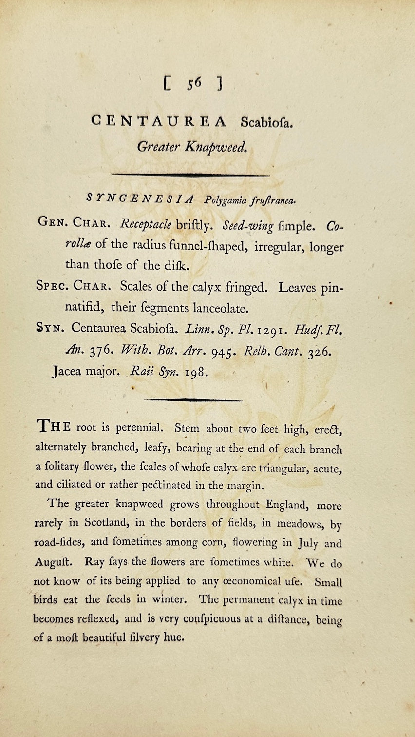 Antique Print - James Sowerby - Centaurea Scabiosa - Greater Knapweed - F1