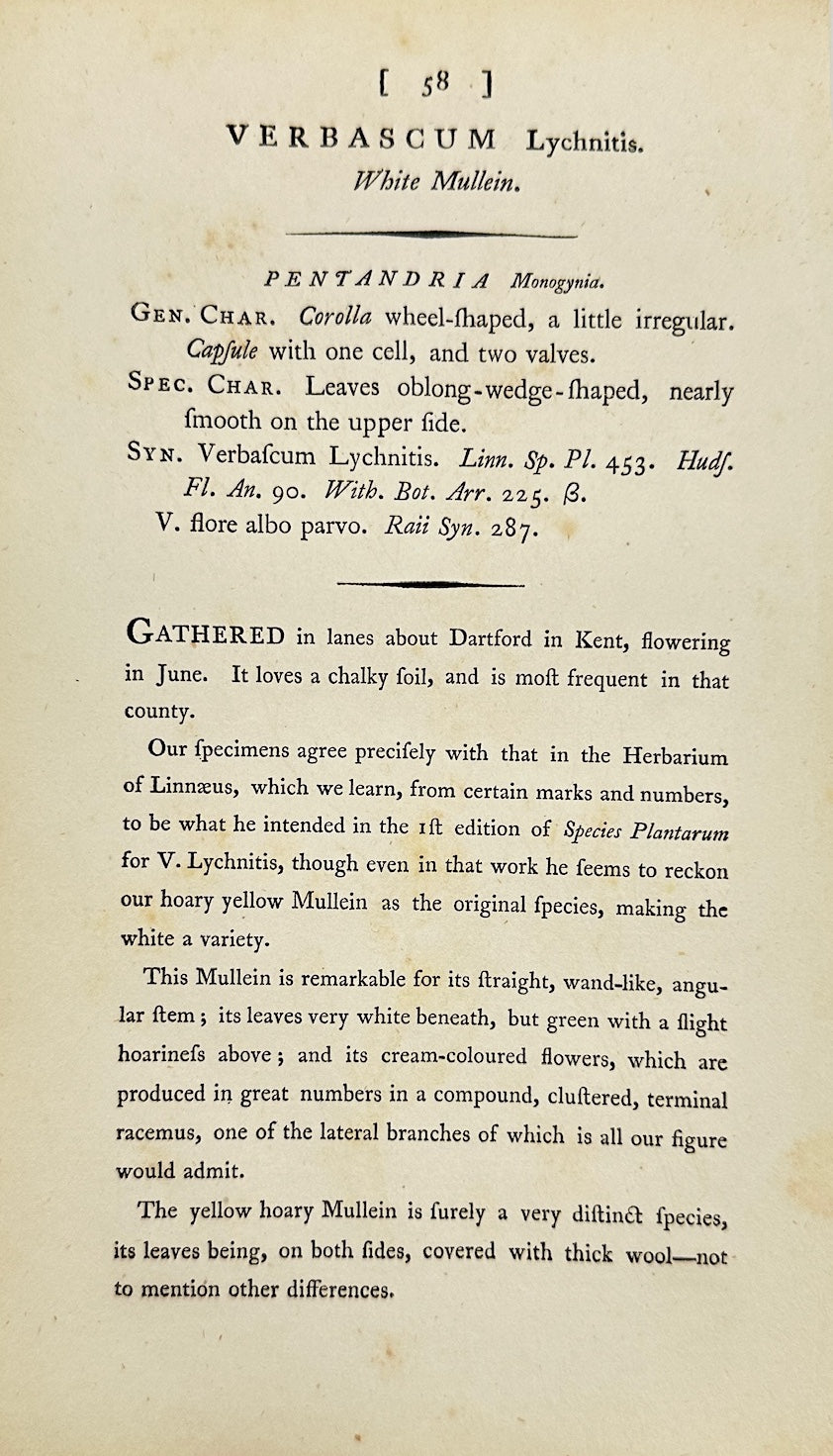 Antique Print - James Sowerby - Verbascum Lychnitis - Great Mullein - F1