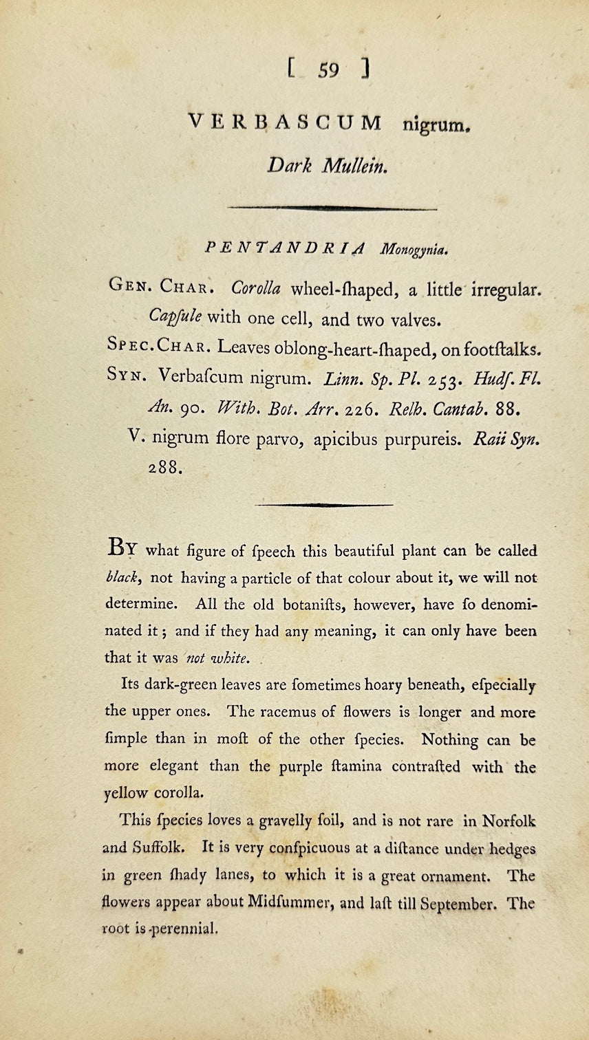 Antique Botanical Print - James Sowerby - Verbascum Nigrum - Black Mullein - F1