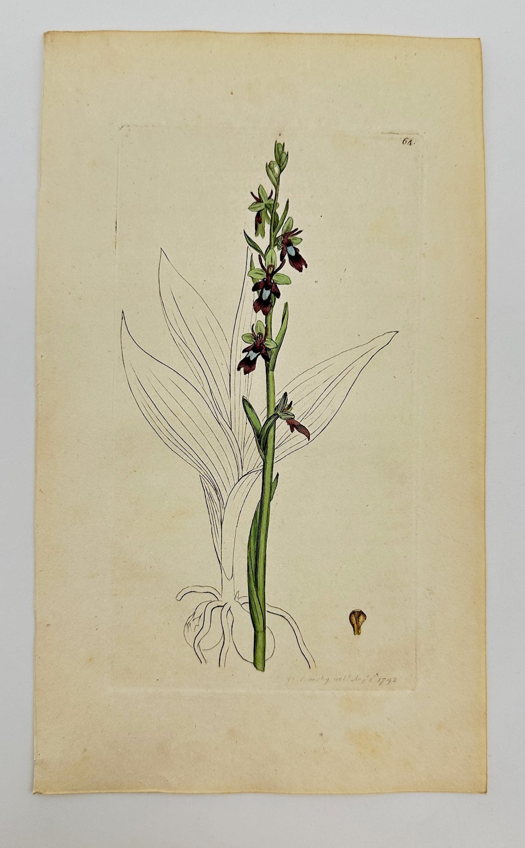 Antique Botanical Print - James Sowerby - Ophrys Insectifera - Fly Orchid - F1