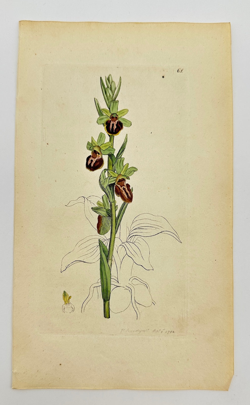 Antique Print - James Sowerby - Ophrys Sphegodes - Early Spider Orchid - F1