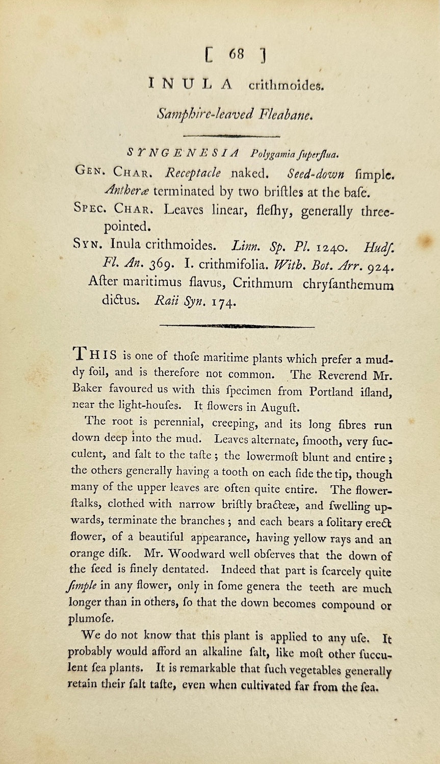 Antique Print - James Sowerby - Inula Crithmoides - Golden Samphire - F1