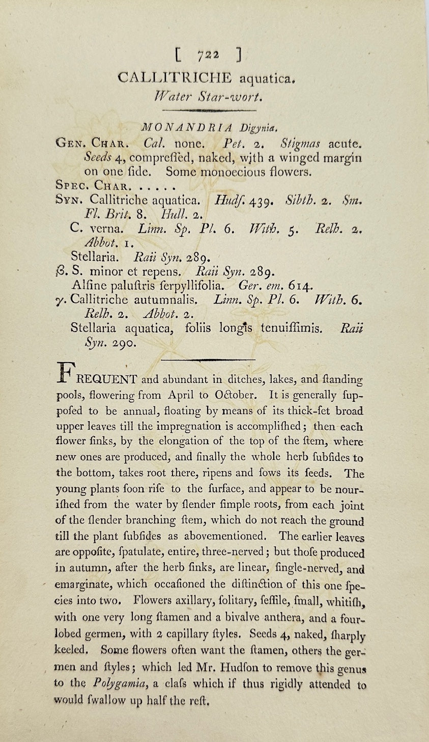 Antique Print - James Sowerby - Callitriche Aquatica - Water Starwort - F1