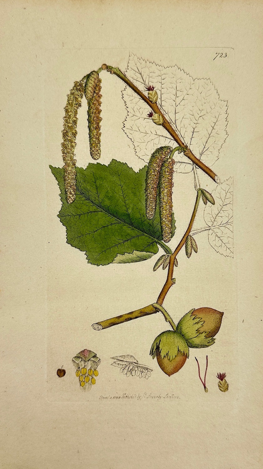 Antique Botanical Print - James Sowerby - Corylus Avellana - Hazel - F1
