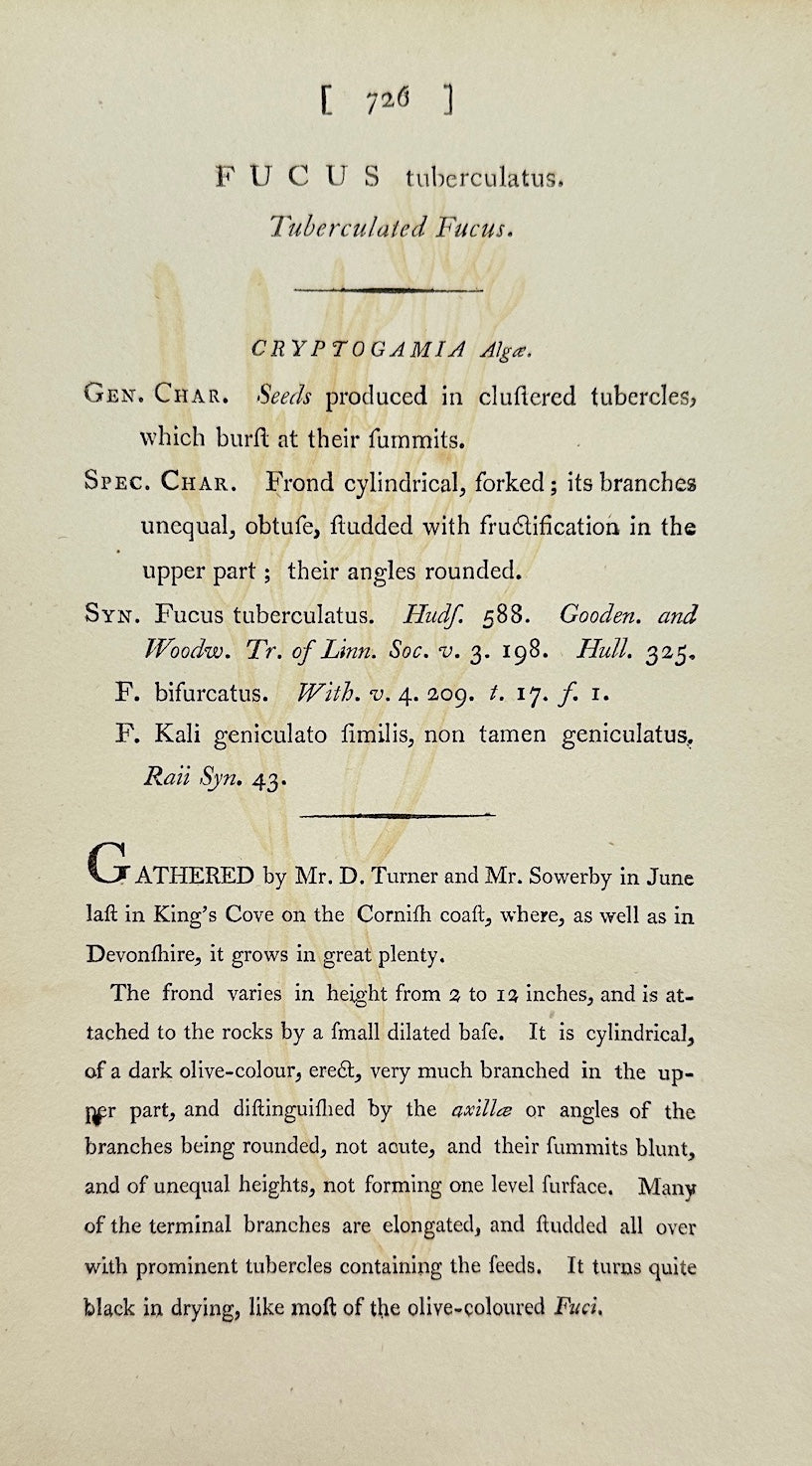 Antique Print - James Sowerby - Fucus Tuberculatus - Knotted Wrack - F1