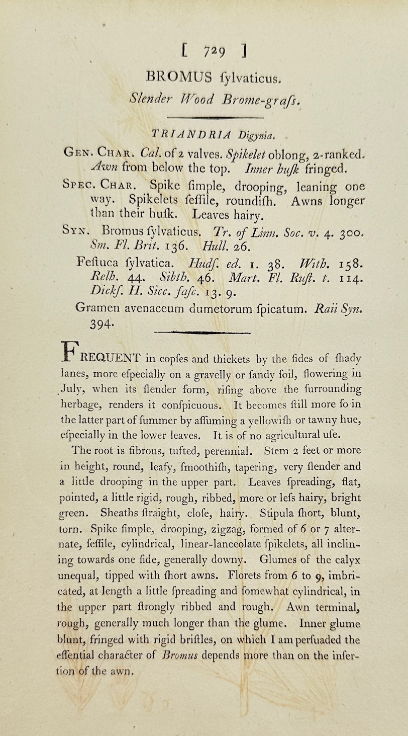 Antique Print - James Sowerby - Bromus Sylvaticus - Wood Meadow-grass - F1
