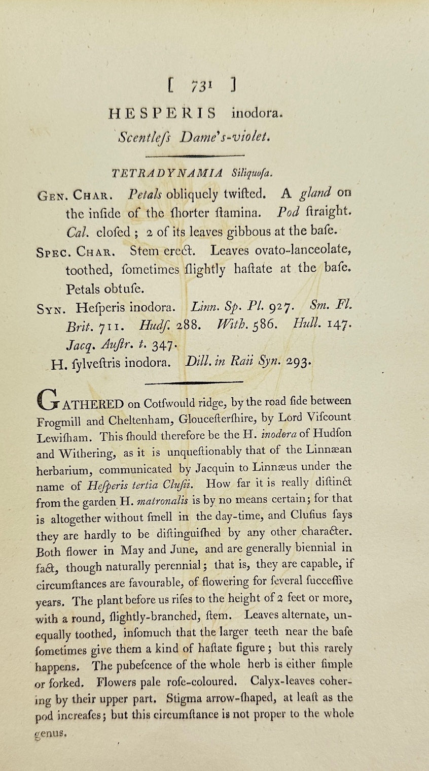 Antique Print - James Sowerby - Hesperis Inodora - Odorless Rocket - F1