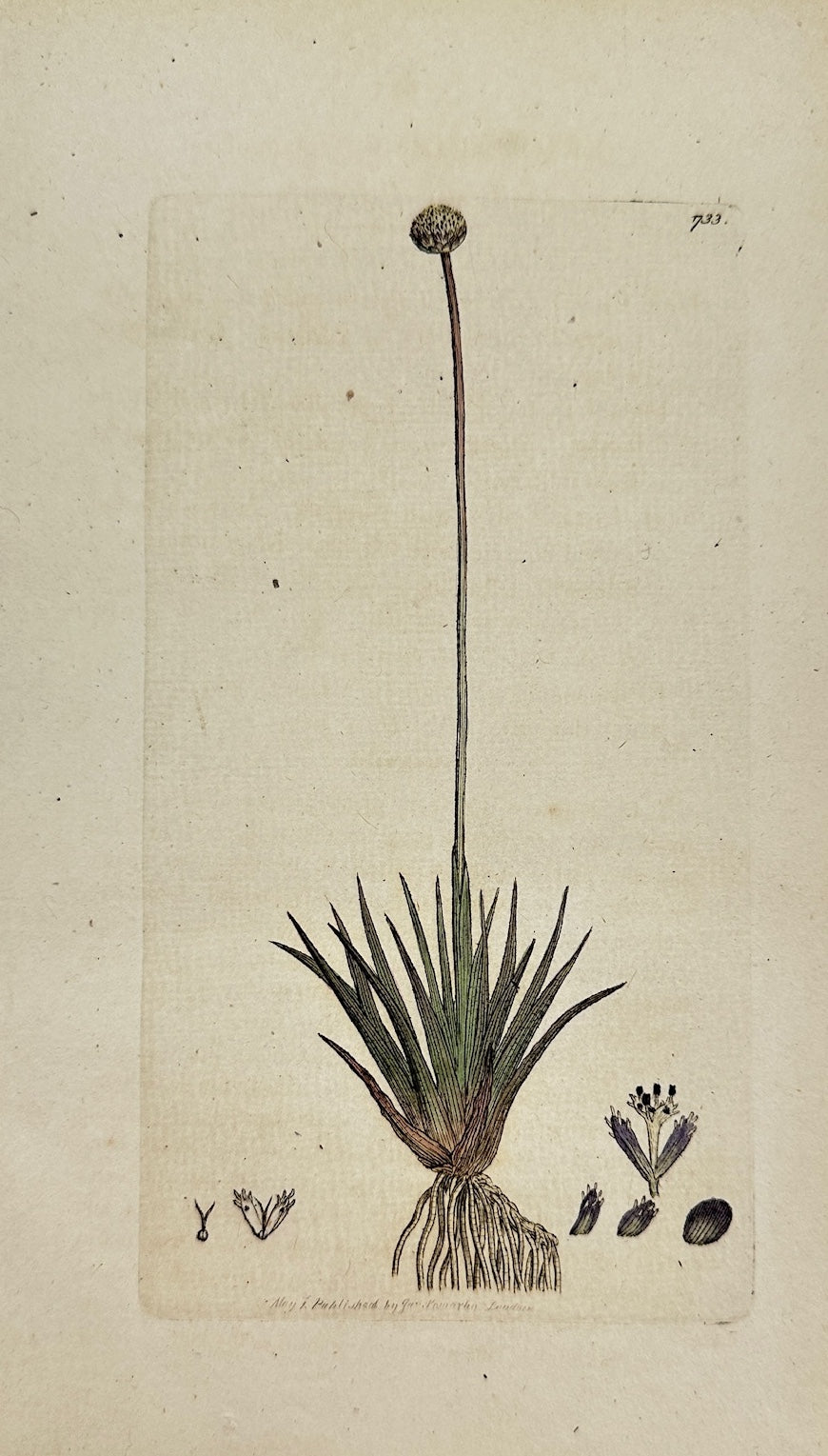 Antique Print - Sowerby - Eriocaulon Septangulare - Seven-angled Eriocaulon - F1