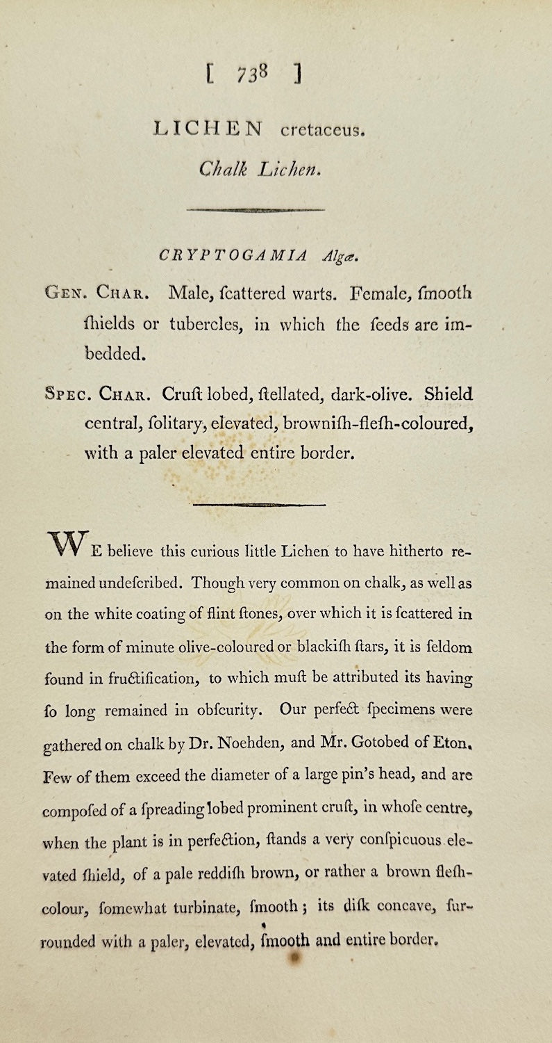 Antique Print - James Sowerby - Lichen Cretaceus - Cretaceous Lichen - F1