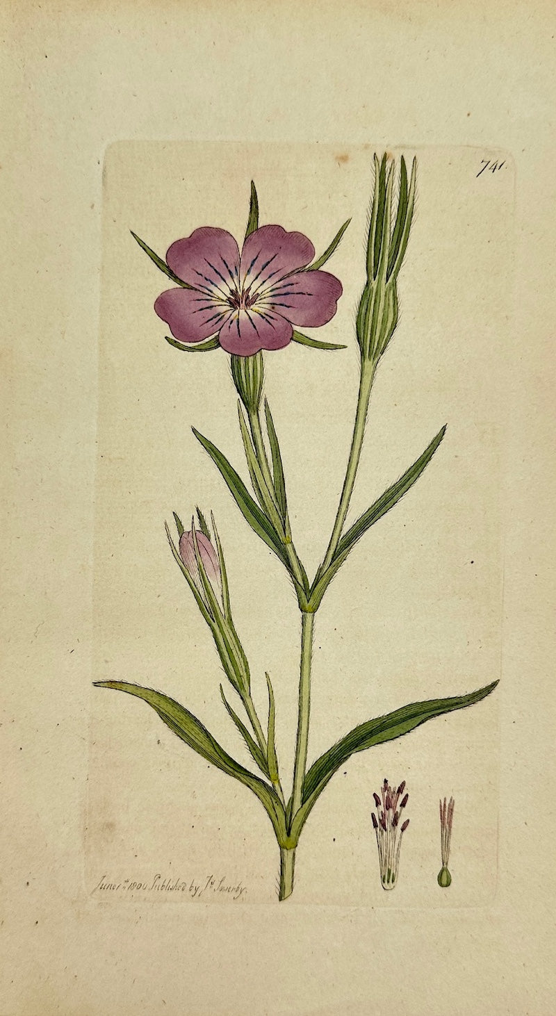 Antique Botanical Print - James Sowerby - Agrostemma Githago - Corncockle - F1