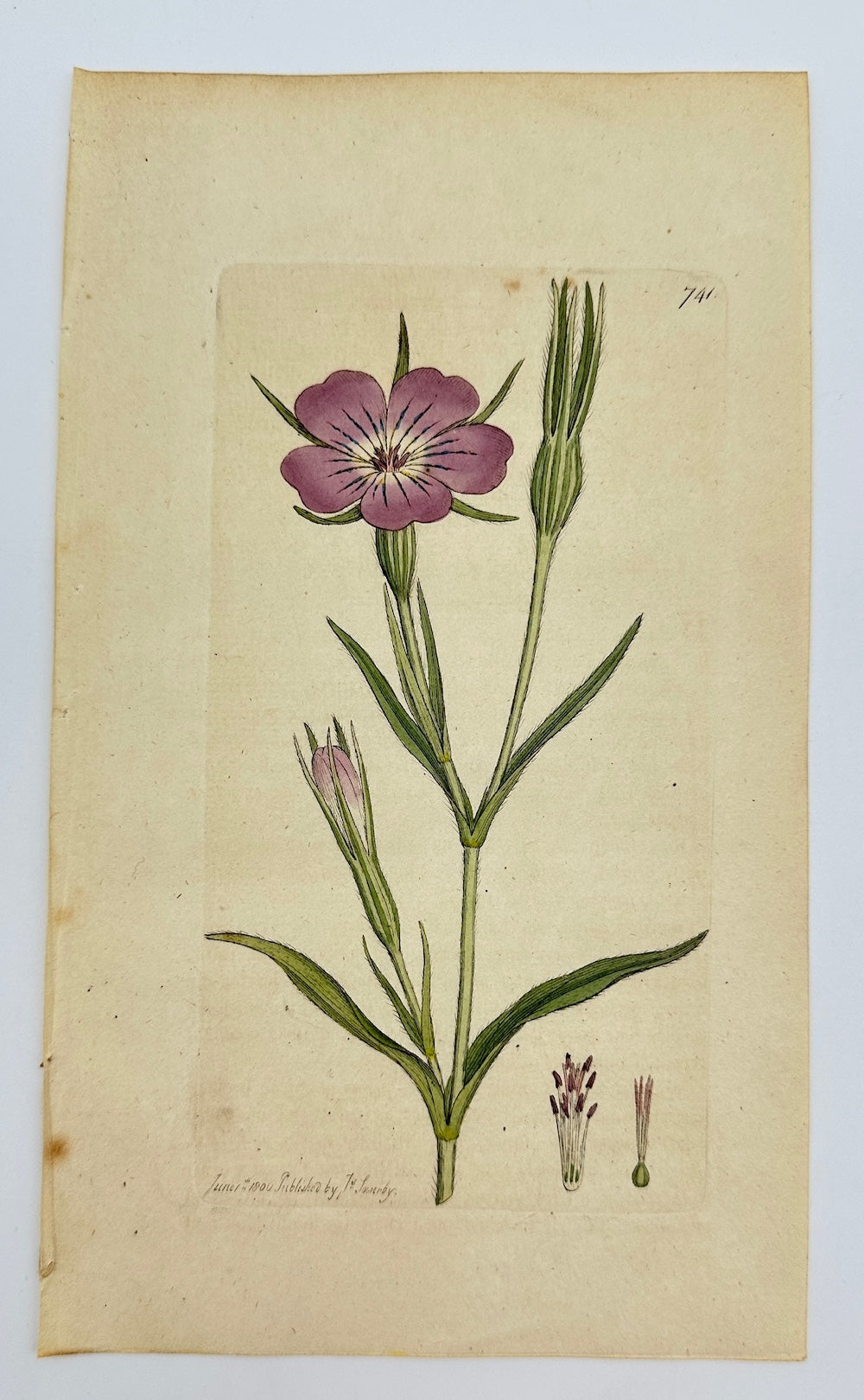 Antique Botanical Print - James Sowerby - Agrostemma Githago - Corncockle - F1