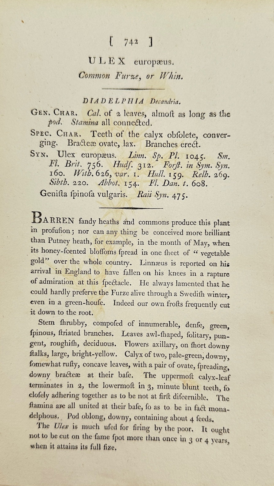 Antique Botanical Print - James Sowerby - Ulex Europaeus - Gorse - F1