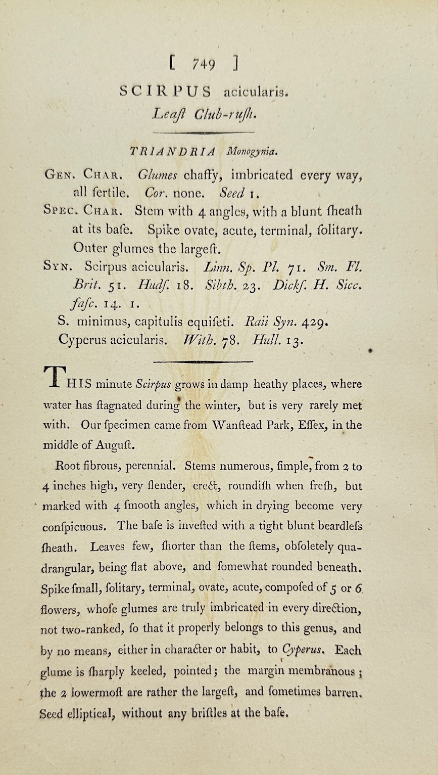 Antique Print - James Sowerby - Scirpus Acicularis - Needle Spike-rush - F1
