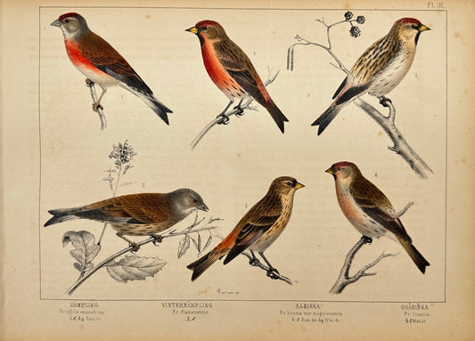 Antique Bird Print - Akerlund - Common Redshank, Jack Snipe, Common Snipe - F2