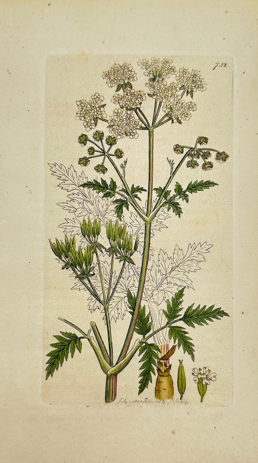 Antique Print - Sowerby - Chaerophyllum Sylvestre - Wood Cow Parsnip - F1