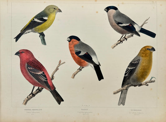 Antique Bird Print - Band-tailed Pigeon, Song Thrush, Eurasian Bullfinch - F2