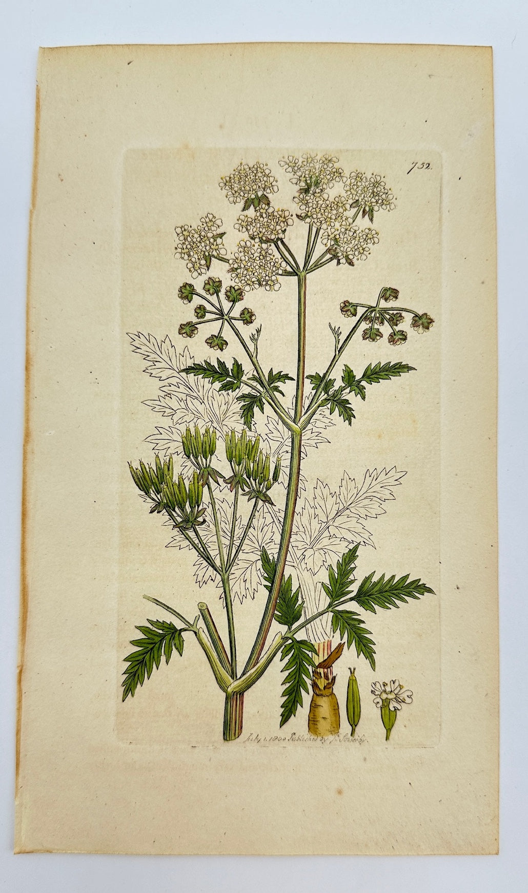 Antique Print - Sowerby - Chaerophyllum Sylvestre - Wood Cow Parsnip - F1