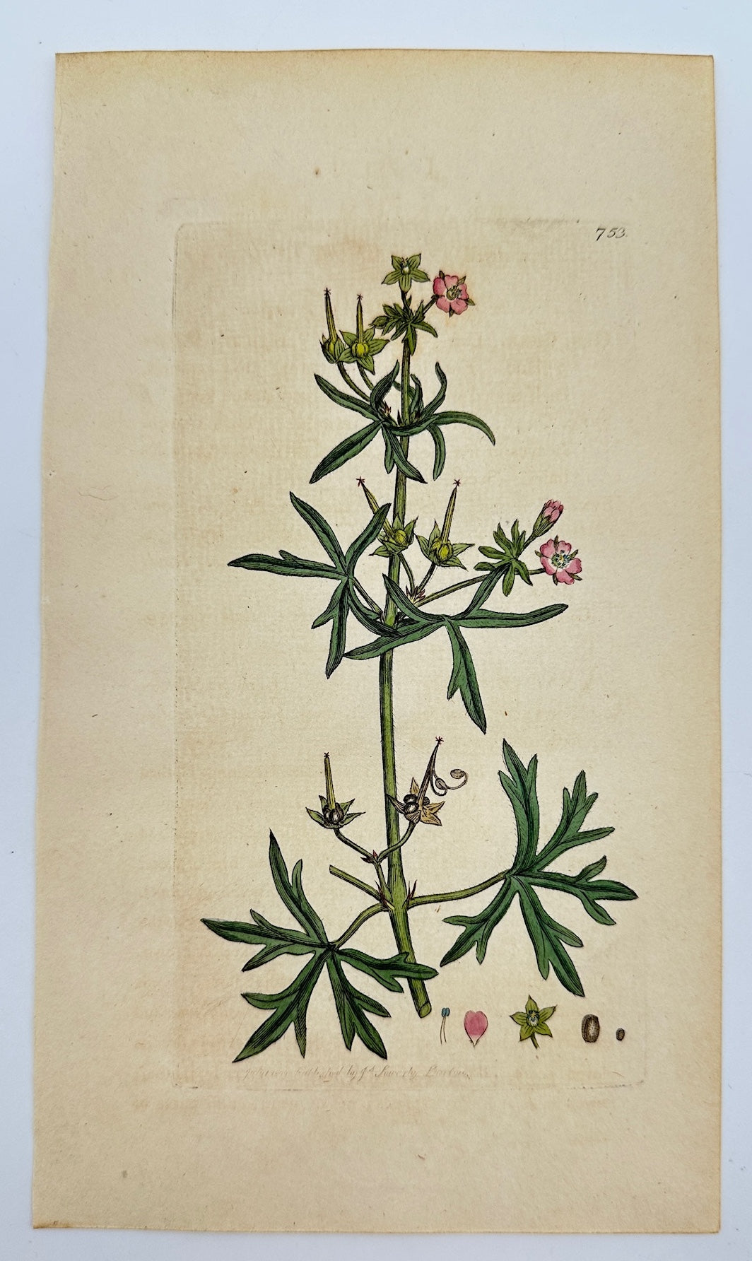 Antique Print - Sowerby - Geranium Dissectum - Cut-leaved Cranesbill - F1