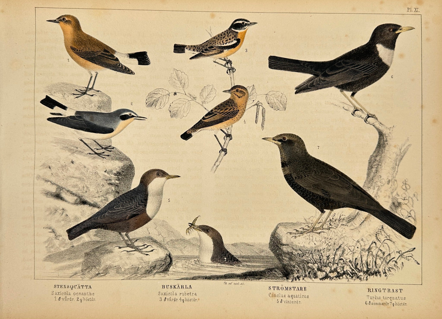 Antique Bird Print - Wheatear, Dartford Warbler, Dipper, Ring Ouzel - F2