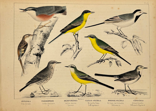 Antique Bird Print - Akerlund - Eurasian Jay, Red-throated Pipit, Twite - F2