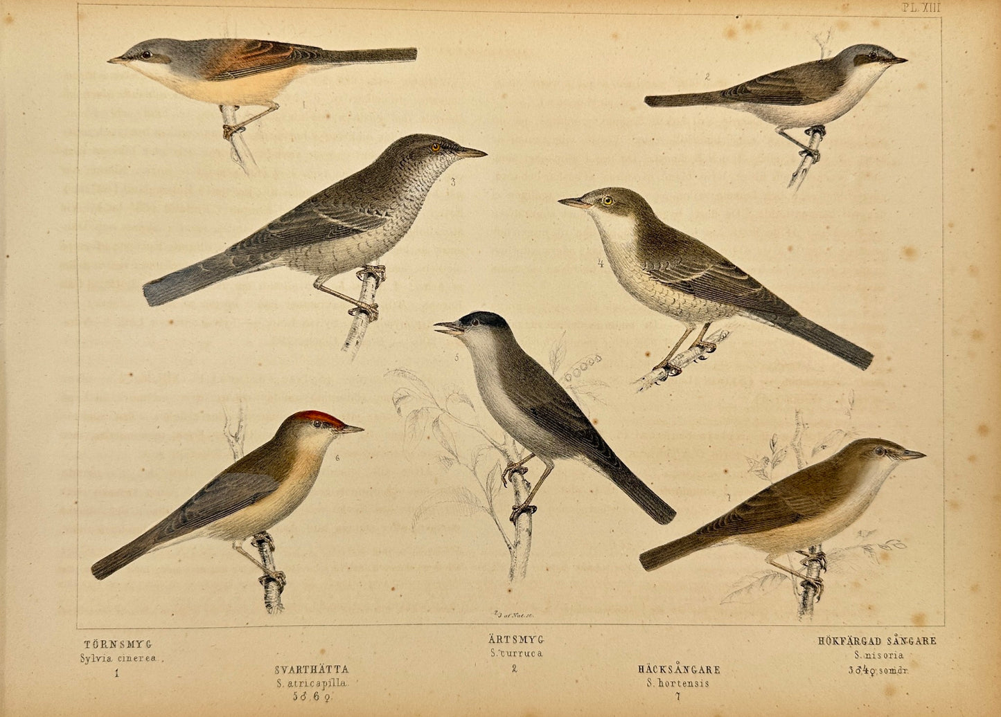Antique Bird Print - Sylvia Cinerea, Atricapilla, Misoria Curruca - F2