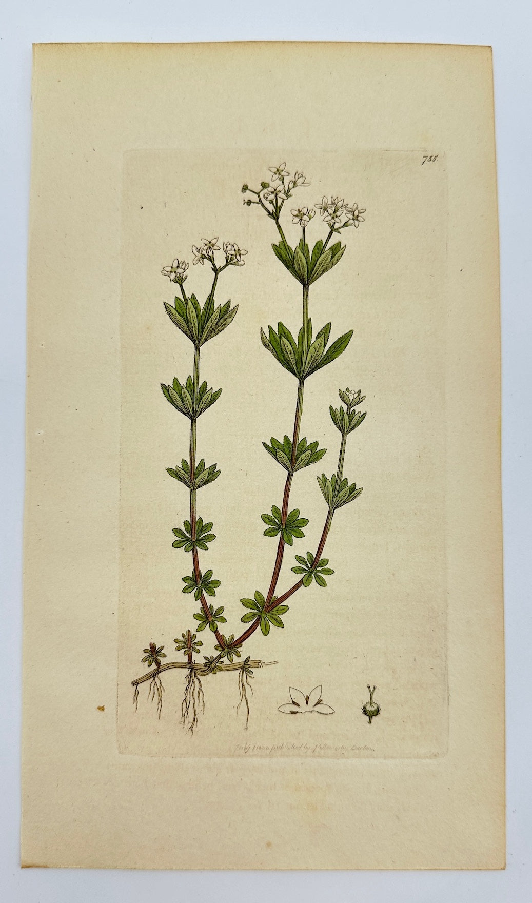 Antique Botanical Print - James Sowerby - Asperula Odorata - Woodruff - F1