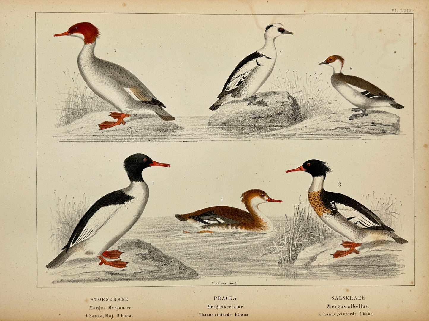 Antique Bird Print - Northern Shoveler, Shoveler, Common Shelduck - F2