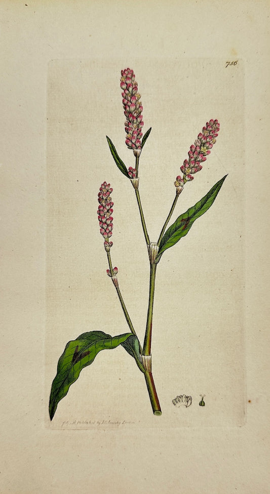 Antique Print - James Sowerby - Polygonum Persicaria - Lady's Thumb - F1