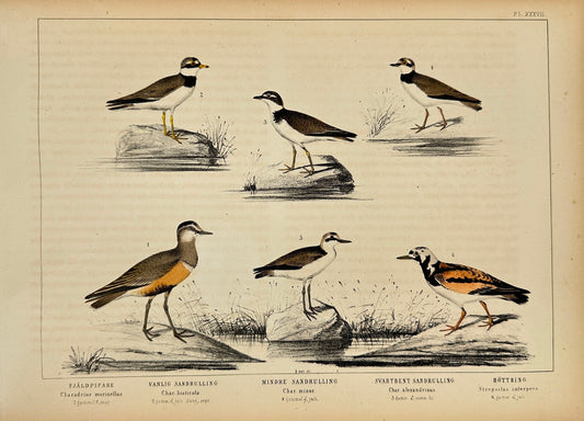 Antique Bird Print - Akerlund - Sandpiper: Common, Lesser, Black-legged - F2